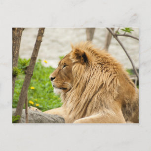Carte Postale Lion mâle reposant dans l'herbe