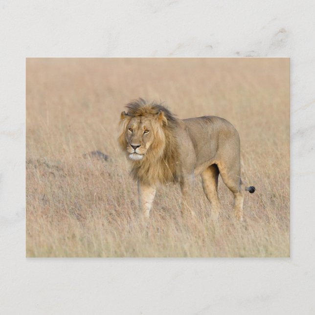 Carte Postale Lion marche (Devant)