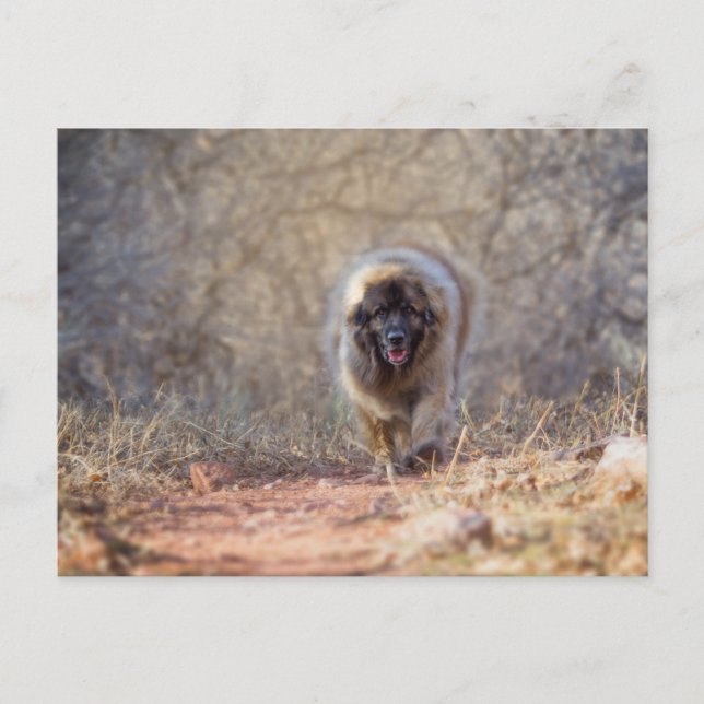 Carte Postale Lion marche (Devant)