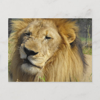 Carte Postale Lion narling