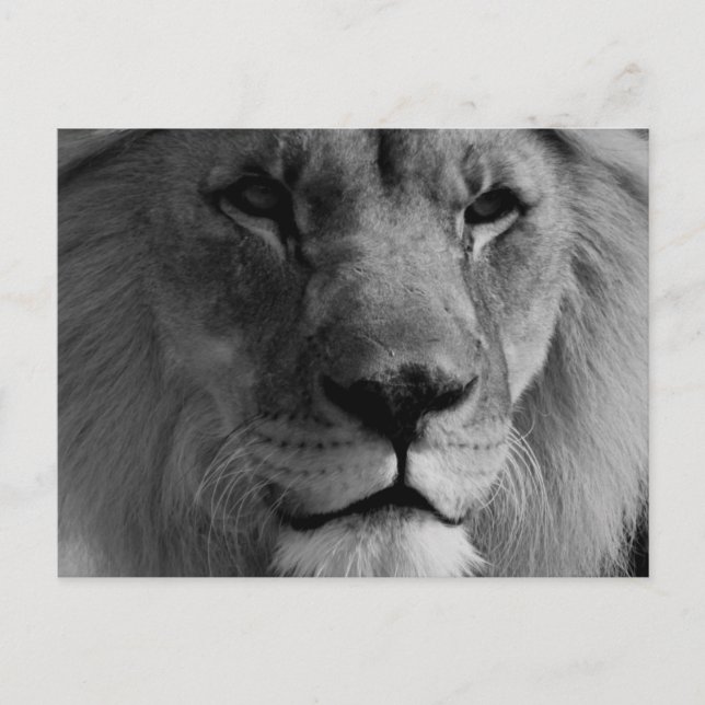 Carte Postale Lion noir et blanc (Devant)