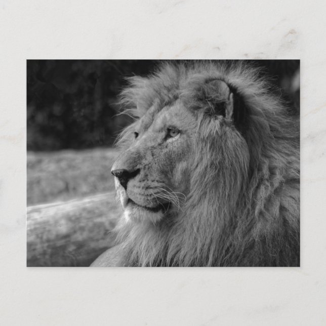 Carte Postale Lion noir et blanc le roi - Photographie animale (Devant)