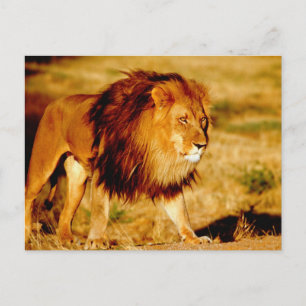 Carte Postale Lion solitaire