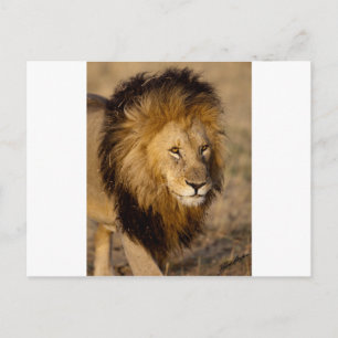 Carte Postale Lion Stalking