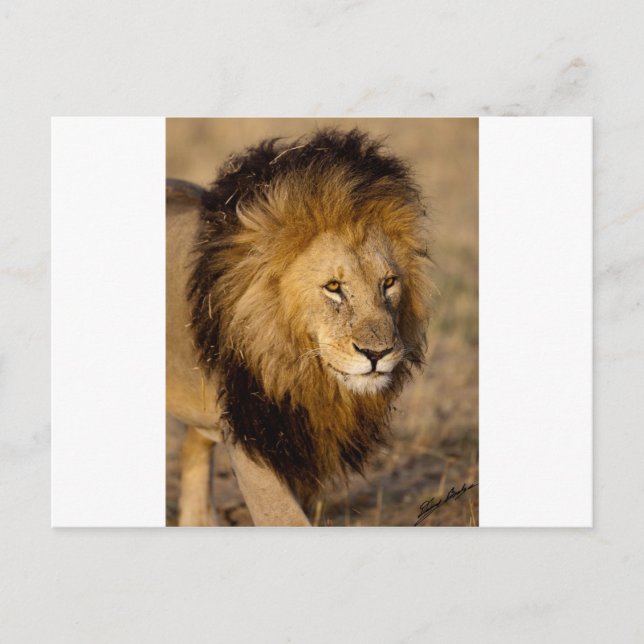 Carte Postale Lion Stalking (Devant)