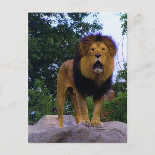Carte postale Lion sur un Rocher (Devant)