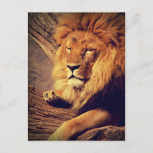 Carte Postale Lion Wildlife Africa