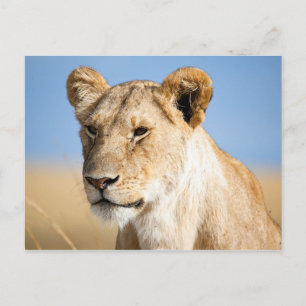 Carte Postale Lioness against blue sky