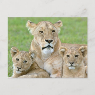 Carte Postale Lioness et deux petits, Afrique de l'Est, Tanzanie