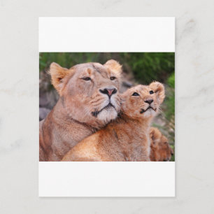 Carte Postale Lioness et Lion Cub se reposent avant la chasse