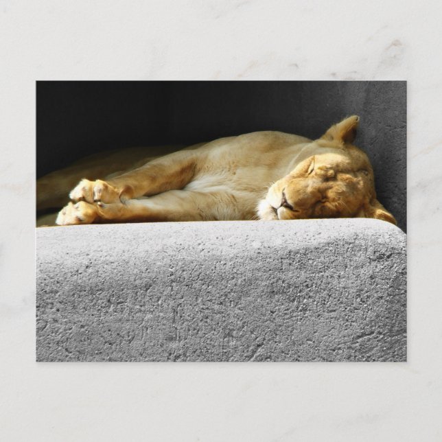 Carte postale Lioness Sleeping (Devant)