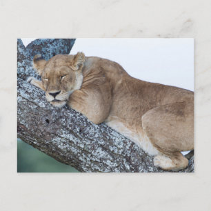 Carte Postale Lionne dormant dans un arbre