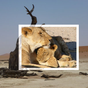 Carte Postale Lionne et son petit se reposant ensemble