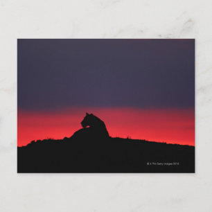 Carte Postale Lionne (Panthera leo) assise, au coucher du soleil