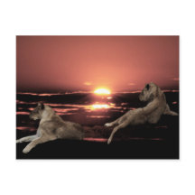 Lions africains au coucher du soleil