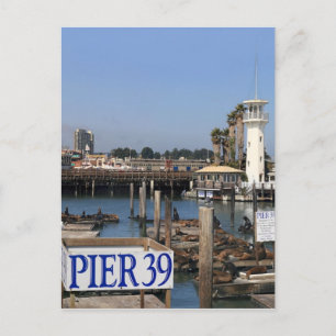 Carte Postale Lions de la mer de Californie