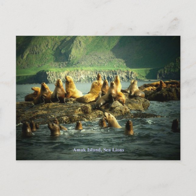 Carte Postale Lions de la mer de l'île Amak (Devant)