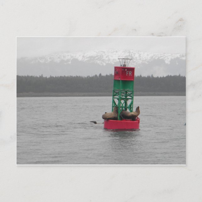 Carte Postale Lions de mer à Juneau, Alaska (Devant)