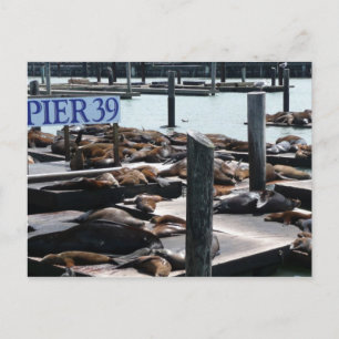 Carte Postale Lions de mer du quai 39