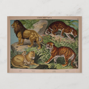 Carte Postale Lions et tigres Ephémère de l'art Vintage