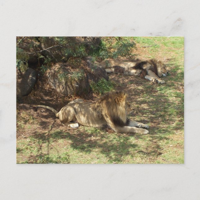 Carte Postale Lions Lazy (Devant)