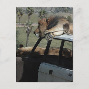 Carte Postale Lions Lazy