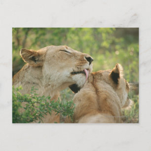 Carte Postale Lions, Panthera leo toilettage, Afrique du Sud