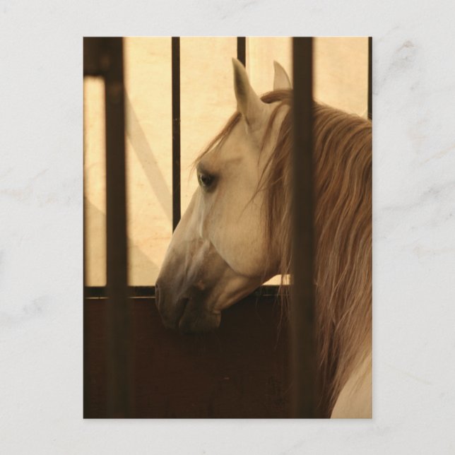 Carte Postale Lipizzan après le spectacle (Devant)