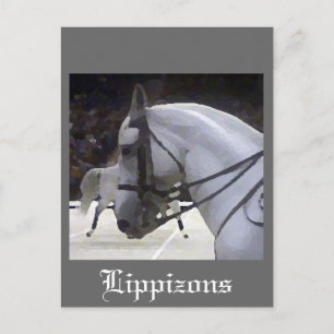 Carte Postale Lippizons 2009