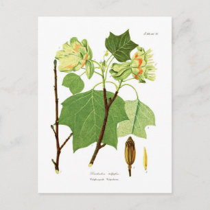 Carte Postale Liriodendron tulipifera
