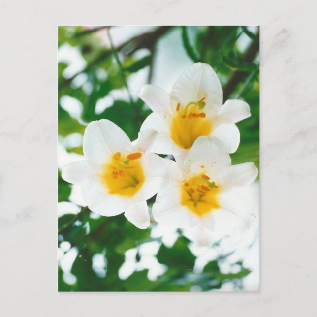 Carte Postale Lis blancs rustiques - Lilium candidum (Devant)
