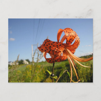 Carte Postale Lis tigré