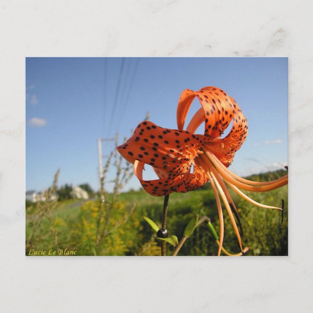 Carte Postale Lis tigré (Devant)