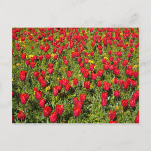 Carte Postale Lit de tulipes
