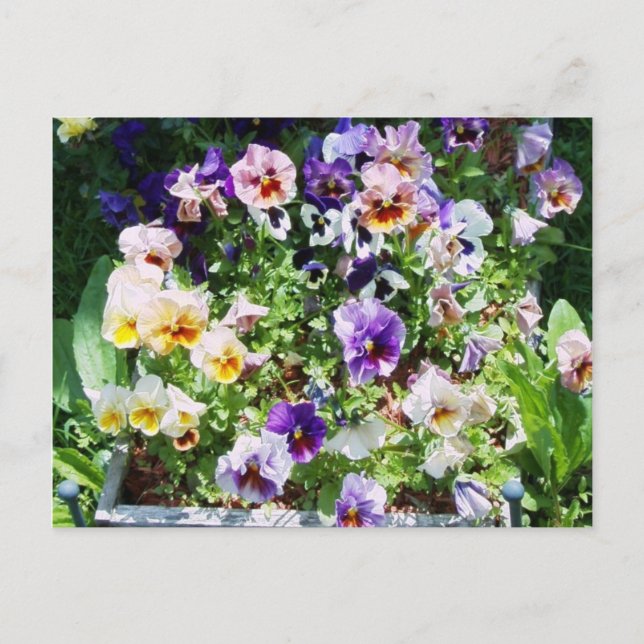 Carte Postale Lit Pansy (Devant)