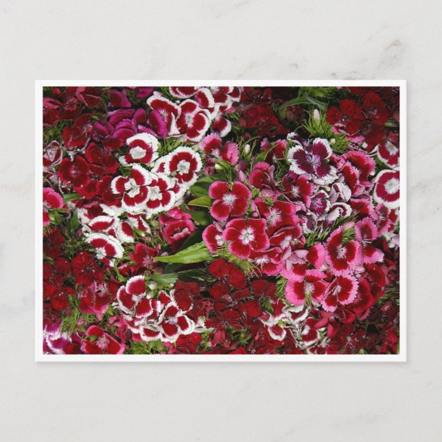 Carte Postale Lit rose Dianthus (Devant)