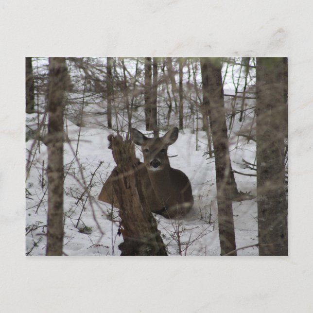 Carte Postale Literie en Haynesville, Maine (Devant)