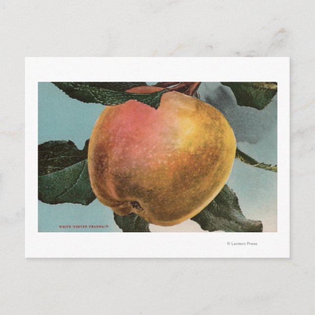 Carte Postale Lithographie de Chromo de Fruit blanc Pearmain d'h (Devant)