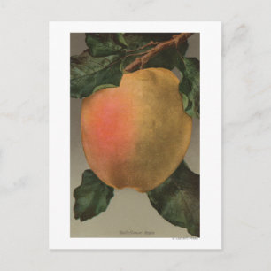 Carte Postale Lithographie de Chromo de Fruit de Belleflower Pom