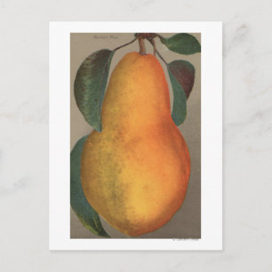 Carte Postale Lithographie de chromo de fruits de Bartlett Pear