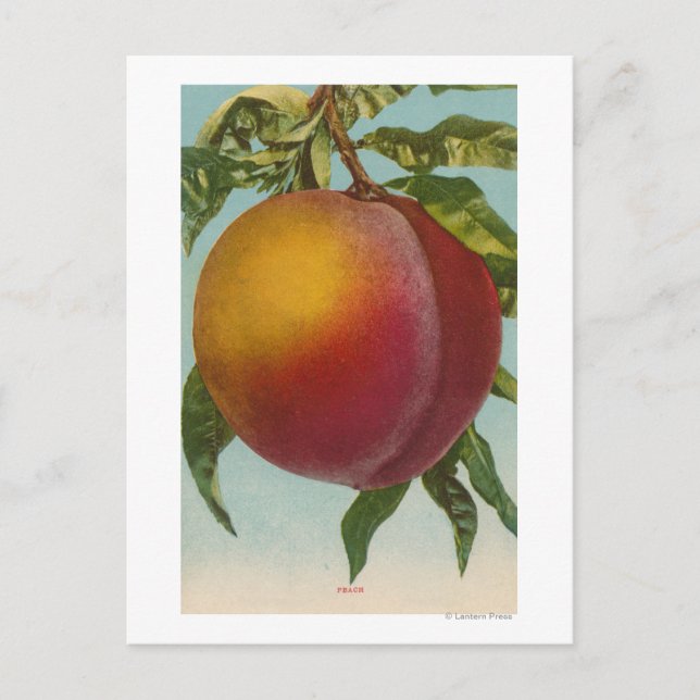 Carte Postale Lithographie de chromo de fruits de PeachFruitStat (Devant)