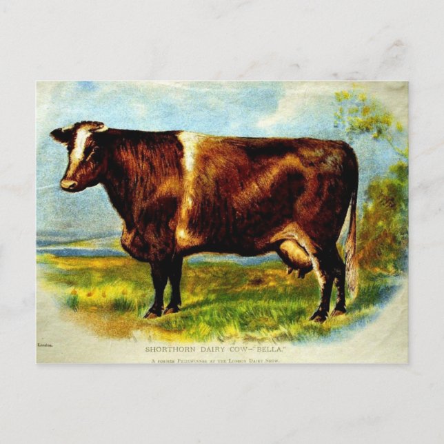 Carte Postale Lithographie de la vache laitière à épines courtes (Devant)