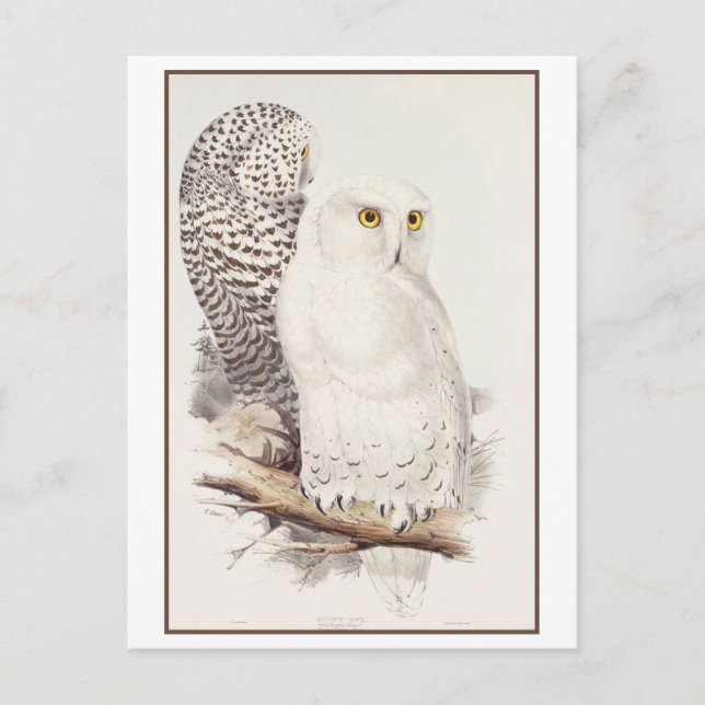 Carte Postale Lithographie de Snowy Owl par Edward Lear Postcard (Devant)