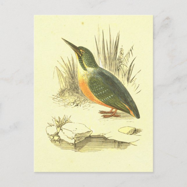 Carte Postale Lithographie d'oiseau Vintage Kingfisher (Devant)
