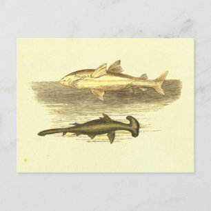 Carte Postale Lithographie Vintage de requin blanc et marteau