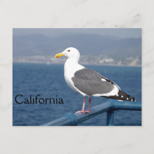Carte Postale Little Birdy