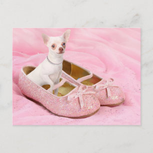 Carte Postale Little chihuahua in pink girly shoes with glitter