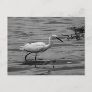 Carte postale Little Egret