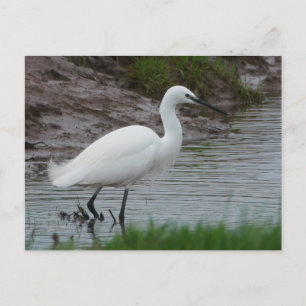 Carte postale Little Egret