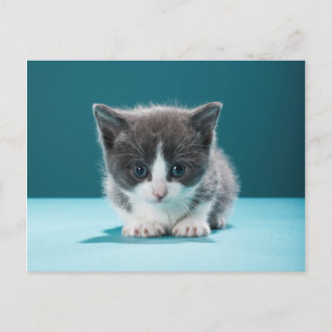 Carte Postale Little Kitten